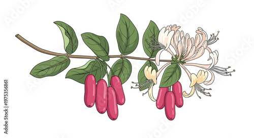 Honeysuckle plant with delicate flowers and red berries hand-drawn botanical illustration for herbal medicine and garden nature design themes.