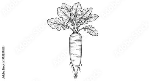 Detailed vintage style sketch of a white radish or daikon with its leafy top and roots shown in a classic botanical engraving format.