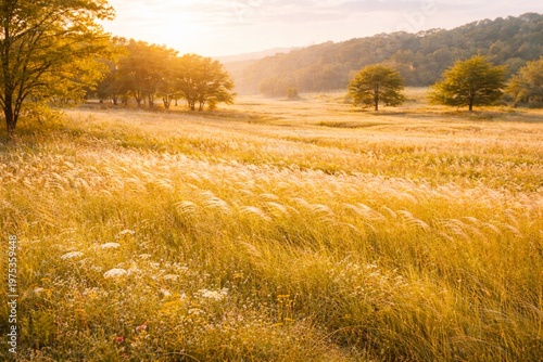 Golden Grass Field in Warm Sunset Light