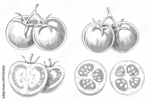 Sketch of fresh tomatoes including whole fruits and cross sections