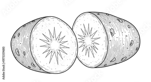 Hand drawn illustration showing a potato cut into two halves revealing the internal starchy texture in a classic vintage style.