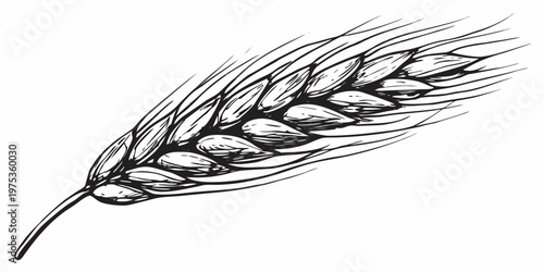 A detailed black and white illustration of a wheat stalk with grains
