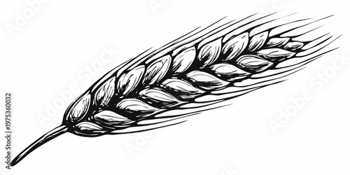 Detailed black and white illustration of a single wheat stalk