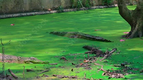 portrait of a crocodile above the water