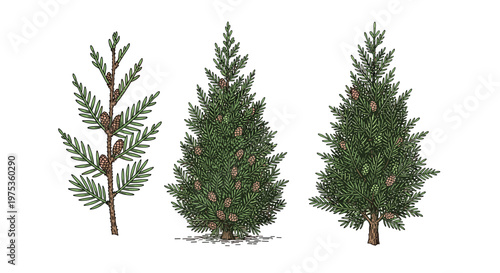 Detailed sketches of evergreen coniferous trees and a branch with pine cones shown as botanical illustrations on white.