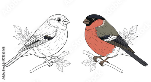 Illustration of a bullfinch bird perched on a branch shown in both a detailed colored version and a simple black and white line art outline.
