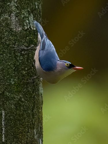 Male Velvet fronted Nuthatch perching on a perch looking into a distance