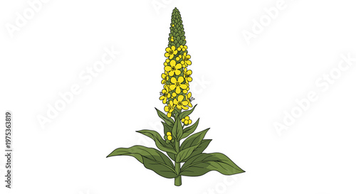 Botanical illustration of a mullein plant with its characteristic tall spike of bright yellow flowers and large fuzzy green leaves at the base.