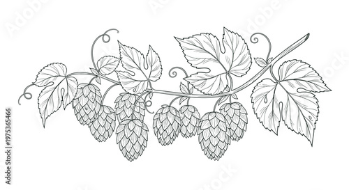 Detailed hand-drawn engraving of a hop plant branch with several cones and large textured leaves on a white background.