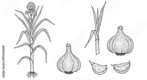 Detailed hand-drawn engraving of a garlic plant with its root system, whole bulbs, and individual cloves on a white background.