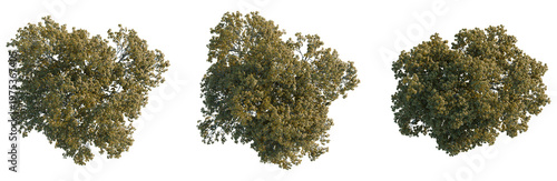Fotografia Acer platanoides crimson king tree plan, top view, cutout, transparent background, isolate, Detailed 3d model of a majestic oak tree with intricate leaves, branches, and bark texture
