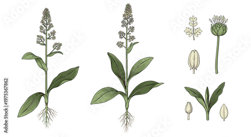 Botanical study of a medicinal plant showing the complete root system and leaves along with detailed flower parts.