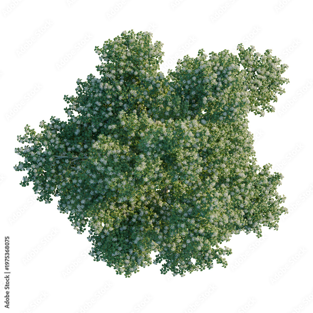 Obraz premium Cornus alternifolia tree plan, top view, cutout, transparent background, isolate, Dense Evergreen Shrubbery - High-Resolution Aerial View for Landscape and Nature Themes