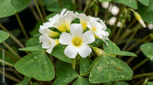 White Oxalis Flowers Blooming in Spring Garden