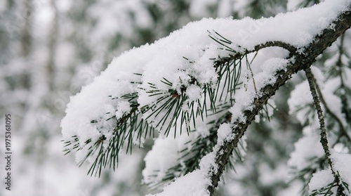 Snowy Pine Branch Closeup in Winter Forest