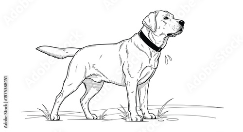 Detailed black and white line drawing of a labrador retriever dog standing tall in a grassy field with its collar.