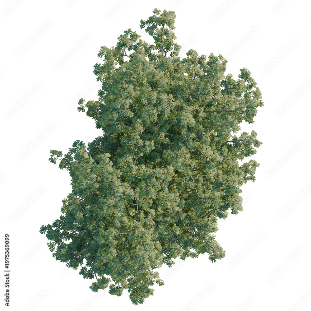 Obraz premium Shademaster honeylocust tree plan, top view, cutout, transparent background, isolate, Detailed aerial view of lush green tree canopy, vibrant foliage, nature's beauty