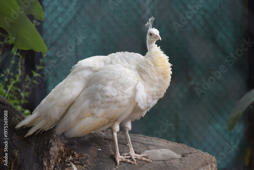 Foto a white bird