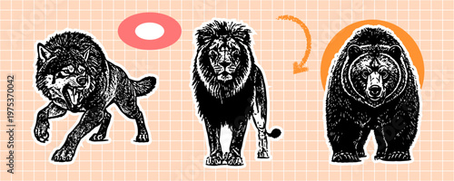 Set of wild animals, wolf, lion and bear, vintage style illustration, hand drawn predatory beasts, black and white vector graphics