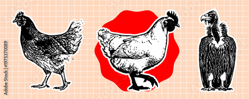 Set of hand drawn birds, including two chickens and a vulture, a grid background, vintage style illustration for design elements