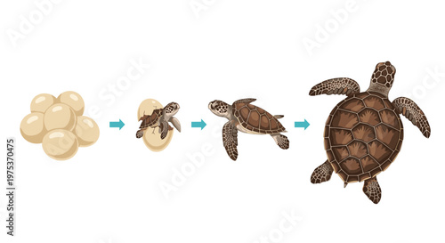 Educational illustration showing the life cycle of a sea turtle from eggs and hatching to juvenile and adult stages.
