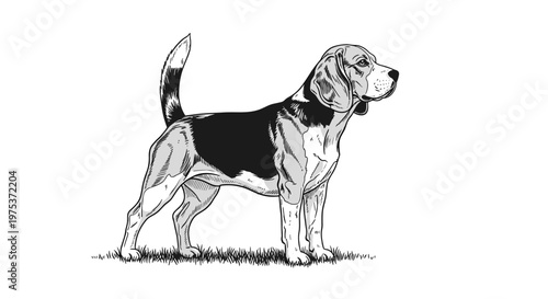 Detailed hand drawn illustration of a beagle dog standing in a profile view is isolated on a simple white background.