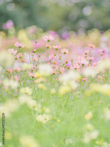 フィルム調のやわらかい雰囲気。ソフトフォーカス。ファンタジック。幻想的。秋の公園や花壇を彩るコスモスのある風景。背景。自然風景素材。