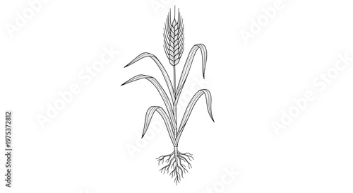 Scientific illustration of a single wheat plant showing the grain head, stem, leaves, and intricate root system on white.