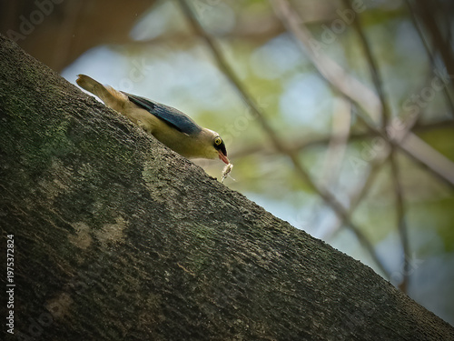 Male Velvet fronted Nuthatch perching on a perch looking into a distance