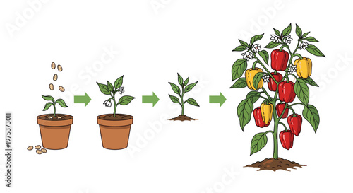 Educational diagram illustrates the lifecycle of a pepper plant from sowing seeds to a fully grown plant bearing colorful fruit.