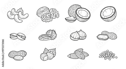 Comprehensive collection of various nuts including walnuts, cashews, peanuts, and almonds is shown in detailed black and white sketches.