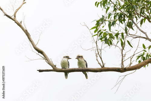 Valokuva Portrait of two kookaburra birds facing each other whilst sitting on a tree branch with a white background