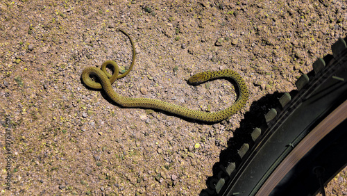 tire tracks in the sand