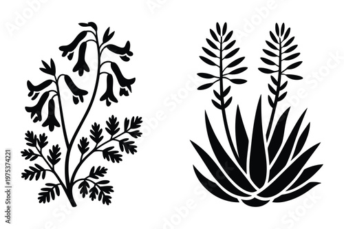 Two botanical plant illustrations featuring bleeding heart flowers and agave