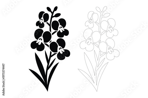 Orchid flower stalk botanical illustration with abstract faint outline version