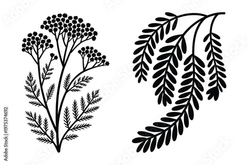 Botanical vector illustrations of yarrow plant and delicate fern foliage