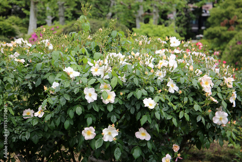 Beautiful roses blooming in a Japanese public garden.