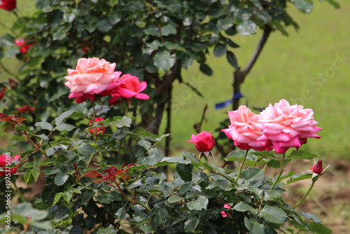 Beautiful roses blooming in a Japanese public garden.
