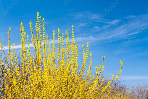 青空とレンギョウ