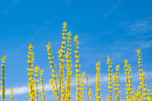 青空とレンギョウ