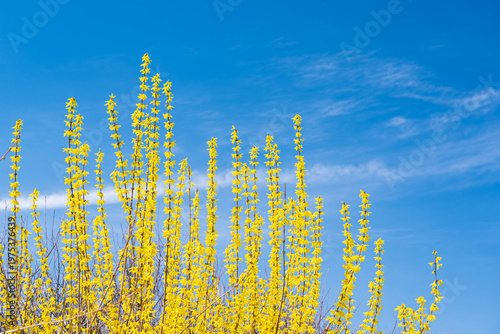 青空とレンギョウ