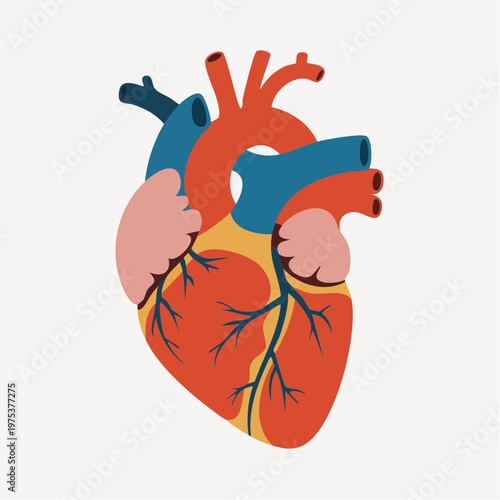 Anatomical illustration of a human heart.
