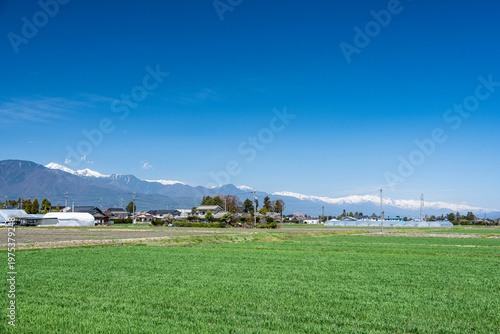 春と麦畑と桜と北アルプス　松本市
