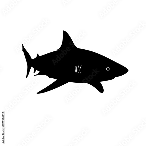 Silhouette of a Shark Swimming in Clear Waters