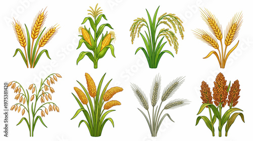 Illustrated Cereal Grains and Cereal Crops Set Featuring Wheat, Corn, Rice, Barley, Oats, Millet, Rye, and Sorghum Isolated on White Background for Agriculture