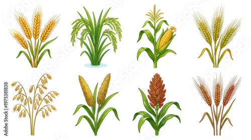 Comprehensive Illustration Set of Major Cereal Crops Including Wheat Rice Corn Barley Oats Millet Sorghum and Rye Isolated on White for Agricultural Design Projects