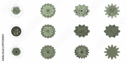 Stylized succulent plant arrangements in a grid layout top down view
