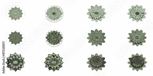 A collection of stylized top down views of green succulent plants