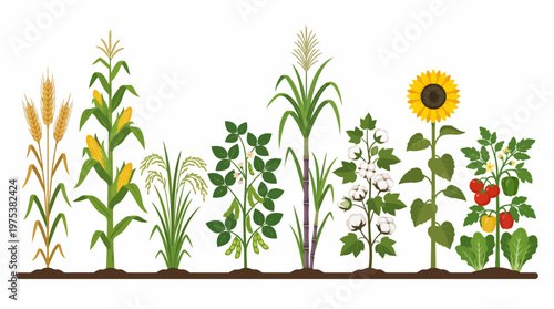 Comprehensive Vector Illustration of Agricultural Crops Featuring Wheat Corn Rice Soybeans Sugar Cane Cotton Sunflower and Vegetables on White Background for Design