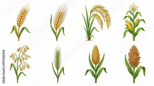 Set of Hand Drawn Cereal Crop Illustrations Including Wheat Barley Rice Corn Oats Rye Millet and Sorghum Isolated on White Background for Agricultural Design